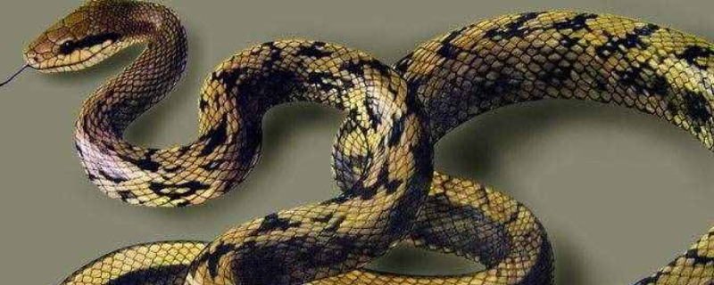 零二四头开打一生肖