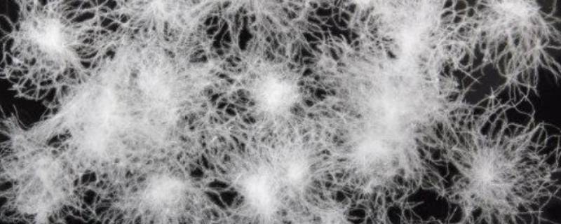 白鸭绒和90白鸭绒有什么区别