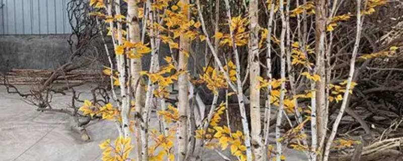 假白桦树可以放门口吗