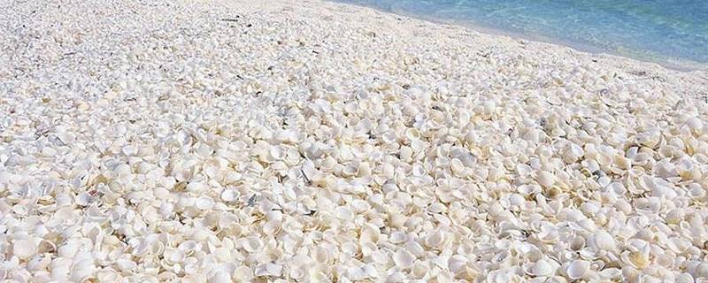 贝壳有哪些特点