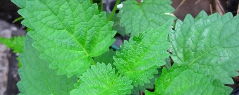 藿香味甘还是味苦