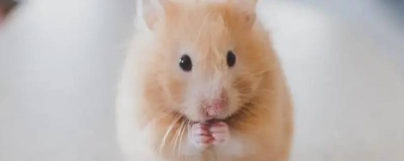 仓鼠为什么叫小八嘎子