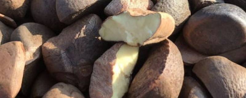 茶麸是什么东西